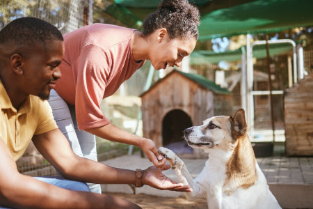 couple, love or petting dog in animal shelter, foster kennel or adoption center. Smile, happy or love man and woman bonding and touching pet canine